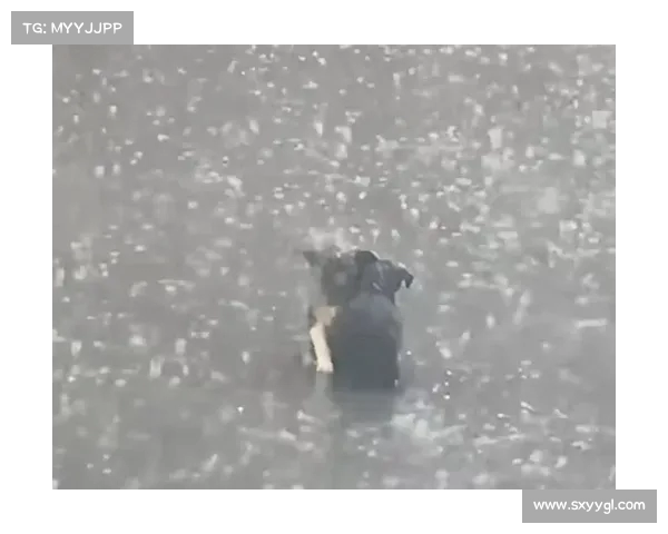 流浪狗躲雨被收养,反而让主人被它的懂事感动到泪崩(流浪狗会躲雨吗) 流浪狗躲雨被收养,反而让主人被它的懂事感动到泪崩(流浪狗会躲雨吗)